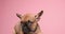Cute french bulldog puppies playing in studio