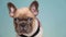 Cute french bulldog puppy dog on blue background