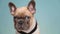 Cute french bulldog puppy dog on blue background