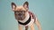 Cute french bulldog puppy dog on blue background