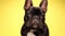 cute french bulldog puppy dog posing in studio