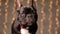 cute french bulldog puppy dog posing in studio