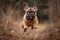 Cute French Bulldog Puppy Fly in Air During a Playful Jump extreme closeup. Generative AI