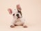 Cute French bulldog puppy lying down seen from the front on a creme colored background