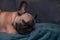 Cute French bulldog puppy sweet sleeping on sofa at home