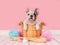 Cute french bulldog puppy in a wooden sauna bucket in a pink bathroom setting