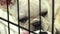 Cute french bulldog pups inside a cage on display for sale