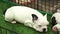 Cute french bulldog pups sleeping inside a cage on display for sale