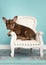 Cute french bulldog siting in a white classic chair in a blue living room