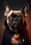 cute french bulldog sitting on Halloween in black cape on a dark background