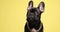 Cute french bulldog theme videos