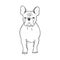 Cute French bulldog. Vector illustration.