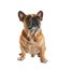 Cute French bulldog on white background