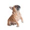 Cute French bulldog on white background.