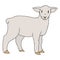 Cute french farmhouse lamb vector clipart. Hand drawn shabby chic style country farm kitchen. Illustration of mutton