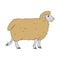 Cute french farmhouse sheep vector clipart. Hand drawn shabby chic style country farm kitchen. Illustration of mutton