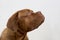 Cute french mastiff puppy isolated on a white background. Bordeaux mastiff or bordeauxdog. Five month old