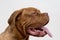 Cute french mastiff puppy with a lolling tongue. Bordeaux mastiff or bordeauxdog. Five month old