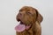 Cute french mastiff puppy with a long tongue. Bordeaux mastiff or bordeauxdog. Five month old