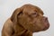 Cute french mastiff puppy  on a white background. Bordeaux mastiff or bordeauxdog. Five month old