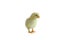 Cute French Splash Copper Maran Chick Isolated over a White Background