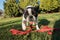 Cute frenchbull and boston terrier mix dog