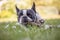 Cute frenchbull and boston terrier mix dog