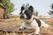 Cute frenchbull and boston terrier mix dog