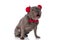 Cute frenchie puppy with bowtie wearing tassels headband