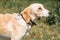 Cute friendly brown dog looking at owner, sad trusting eyes of a