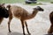 A cute and friendly brown young llama cria in Peru.