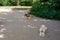 A cute friendly dog having a little rest. Hampstead heath park