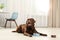 Cute friendly dog lying near feeding bowl on floor