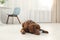 Cute friendly dog lying near feeding bowl on floor