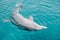 cute friendly dolphin swims in the sea, clear azure water. Fun in Eilat, Dolphin Reef in Israel