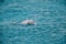 cute friendly dolphin swims in the sea, clear azure water. Fun in Eilat, Dolphin Reef in Israel