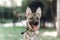 Cute friendly grey dog portait, close-up of nice happy dog outdo