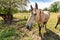 Cute and friendly horse in pasture