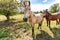 Cute and friendly horse in pasture