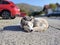 Cute friendly tired siberian husky dog sleeping on the street.