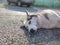 Cute friendly tired siberian husky dog sleeping on the street.