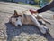 Cute friendly tired siberian husky dog sleeping on the street.