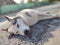 Cute friendly tired siberian husky dog sleeping on the street.