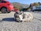 Cute friendly tired siberian husky dog sleeping on the street.