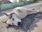 Cute friendly tired siberian husky dog sleeping on the street.