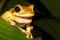 Cute Frog, New Granada cross-banded tree frog Smilisca phaeota