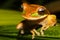 Cute Frog, New Granada cross-banded tree frog Smilisca phaeota