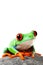 Cute frog on a rock isolated white