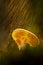 A cute frog is sheltering under a mushroom on a rainy day