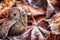 Cute frozen little bird and leaves